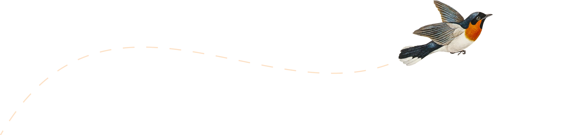 Illustration eines fliegenden Vogels.